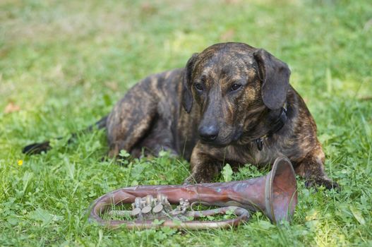 Humorous shot of the dog - keeper of the trumpet