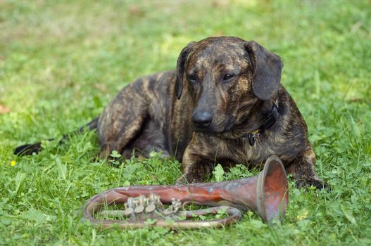 Humorous shot of the dog - guardian of trumpet