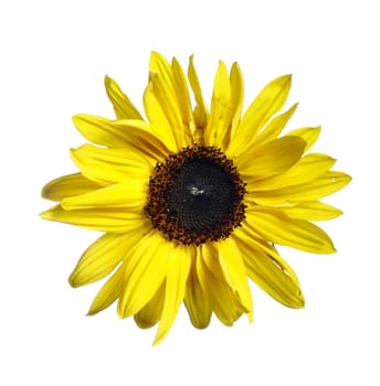 Close-up of the bloom of wild sunflower