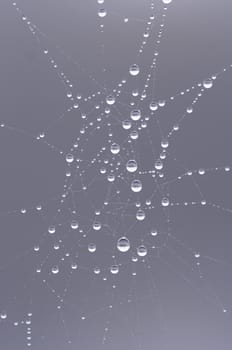 Close-up of the spider web wet with dew