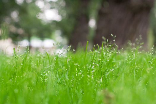 city lawn with trees and flowers in summer, defocused. Saint-Petersburg, Russia