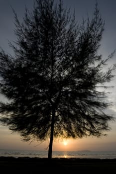 Silhouette of a tree in sunset.