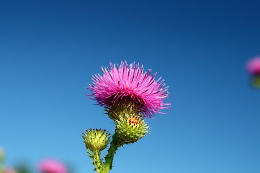thistle flower under blue sky
