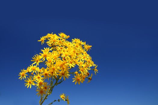 bright yellow flower bunch under blue sky