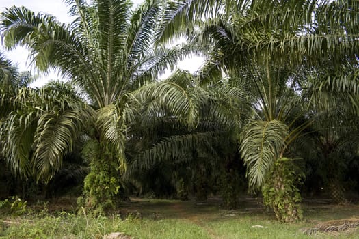 View of a palm farm in a tropical country.