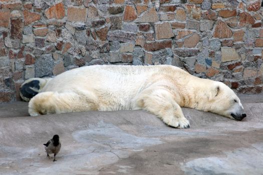 sleeping white polar bear in zoo