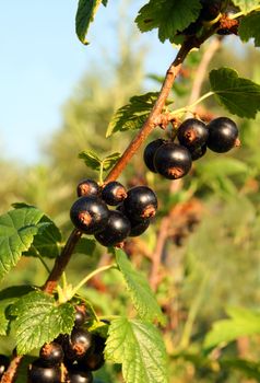 summer, black currant berry on bush