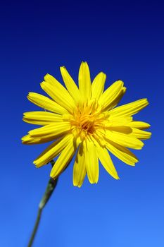 bright yellow flower under blue sky