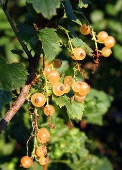 summer, white currant berry on bush