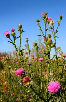 thistle bush with flowers under sky