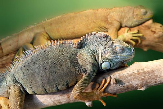 two sleeping iguana in terrarium