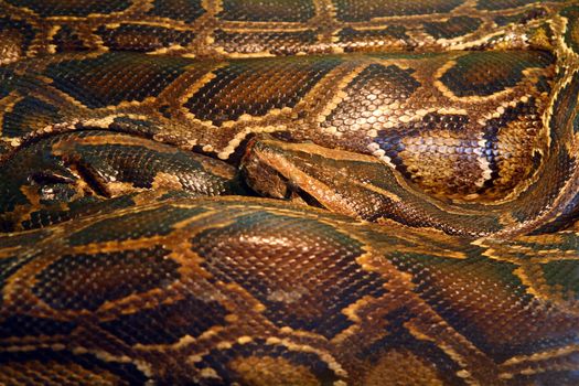 curled python - tropical snake
