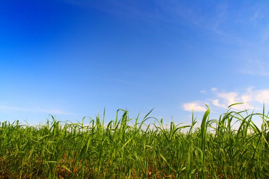 green grass under blue sky background