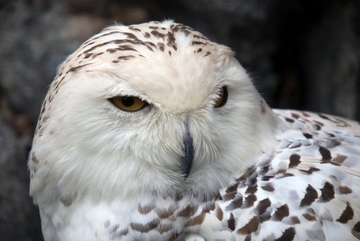Close up portrait of a beautiful snowy owl