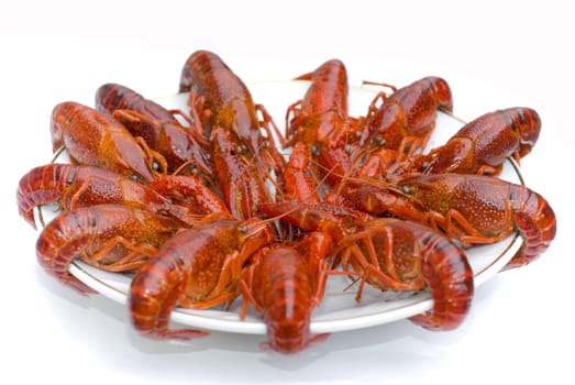 Crawfish in a bowl isolated