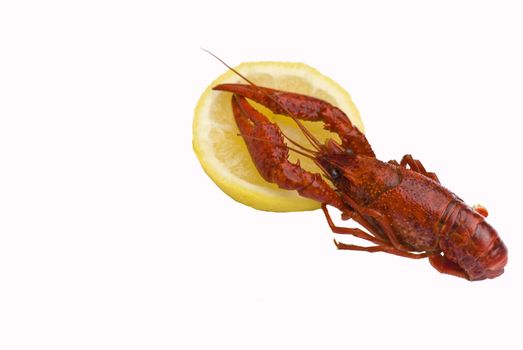 Crawfish with lemon isolated on white