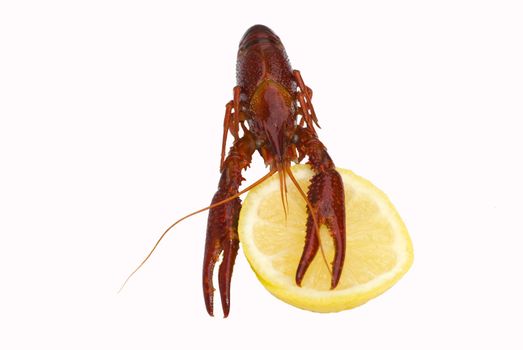 Crawfish with lemon isolated on white