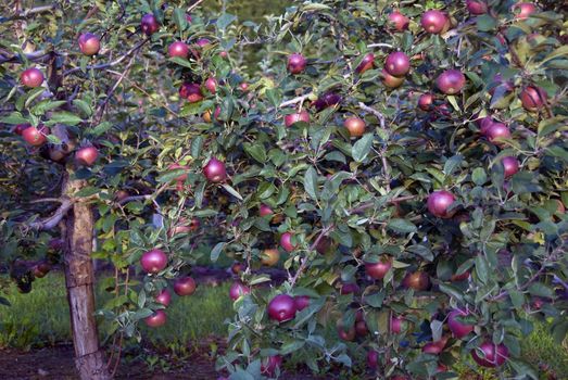 Picture of an apple tree filled with red apples