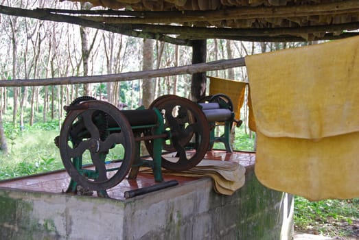 Rubber drying on a farm