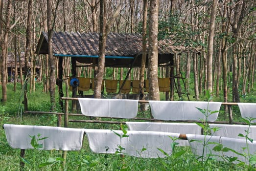 Rubber drying on a farm