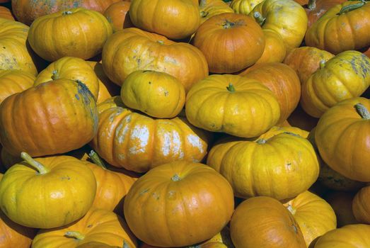 Picture of several squashes at harvest time in autumn