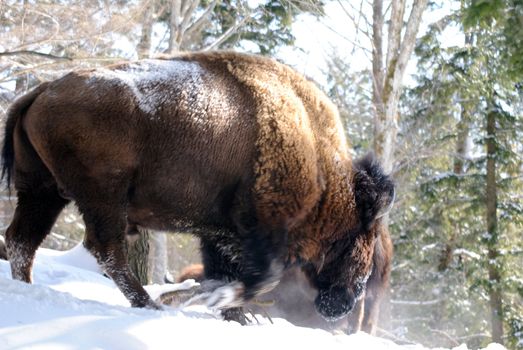 Wild Bison in Winter