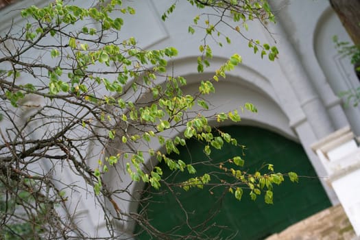 green leaves and white round arch 
