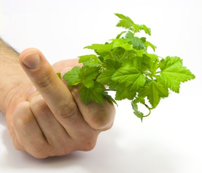 Human hand holding raspberry leaves and fuck sign