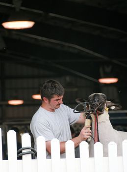 Man trimming a sheep before a judged showing.