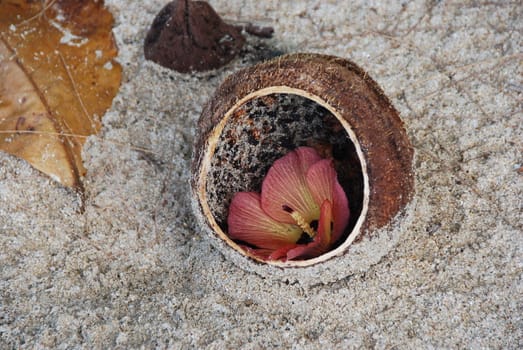 Coconut shell on a sandy beach