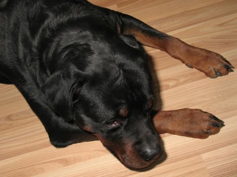 Big black rottweiler on a parquet.