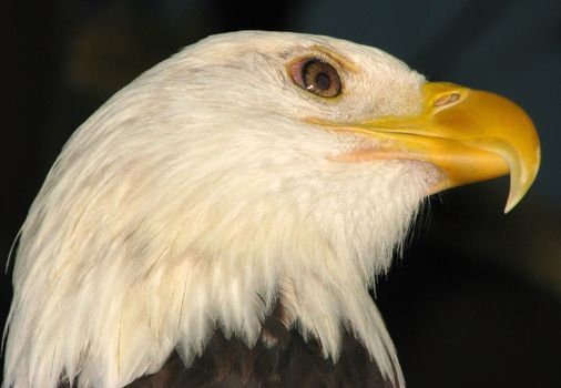 Bald eagle national bird of the USA.

