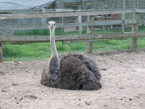 Ostrich.