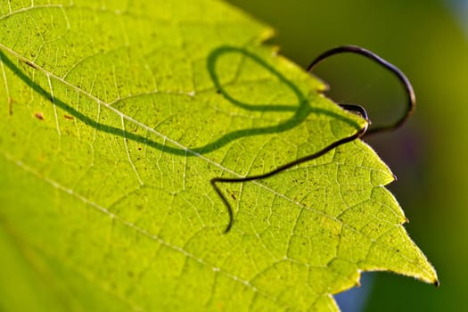 Abstract detail of the leaf of grapevine