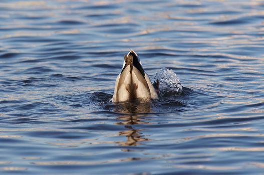 Shot of the hunting wild duck on the water - head underwater - mallard like a buoy