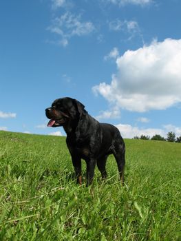 Happy rottweiler on a meadow.