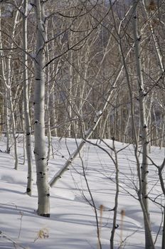 A forest of aspen trees shines in the morning sunlight in the winter in Colorado.