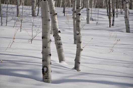 A group of aspen trees shine in the sunlight in the Colorado mountains.