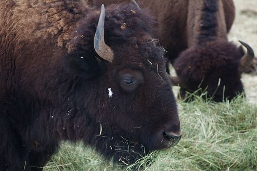 A large buffalo eats hay and grass.