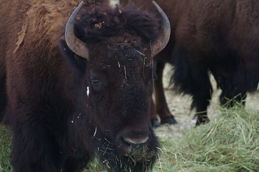 A large buffalo looks around while eating hay and grass.