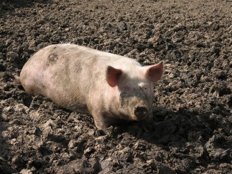 Pig in a mud.