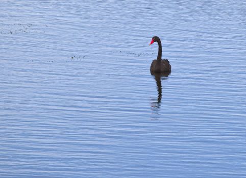 A photography of a black swan in Australia