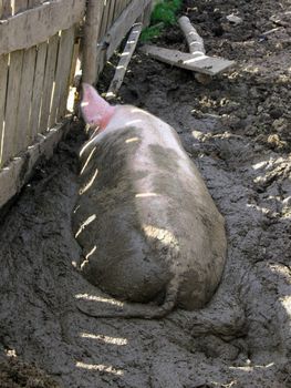 Pig in a mud.