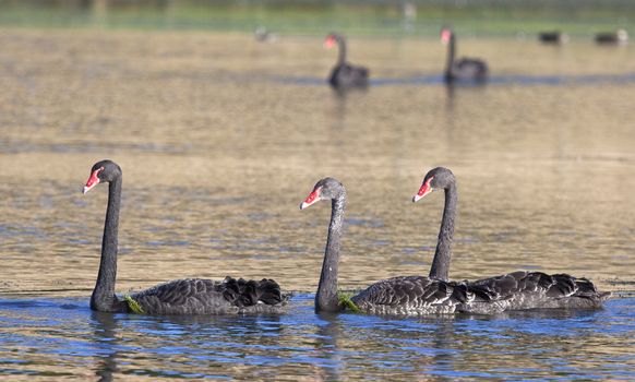 A photography of some black swan in Australia