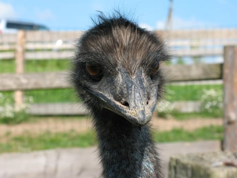 Ostrich head`s close- up.