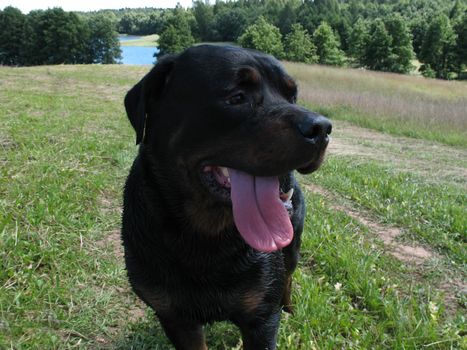 Happy rottweiler on a field.