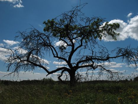 Silhouette of black oak on blue cloudy sky.