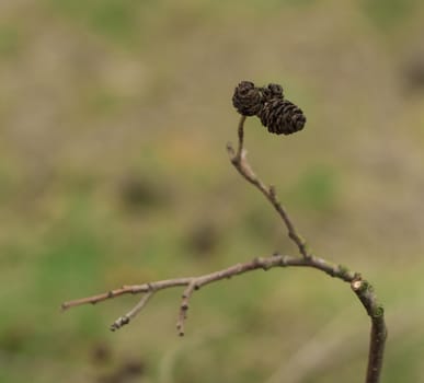 three cones on a branch