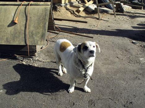 Small white dog with kennel.