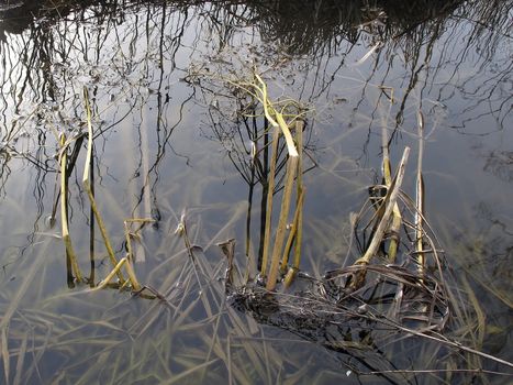 Reflection in a swamp water.